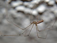 Long-bodied Cellar Spider